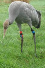 Foraging in the pen Aug 30th 2010